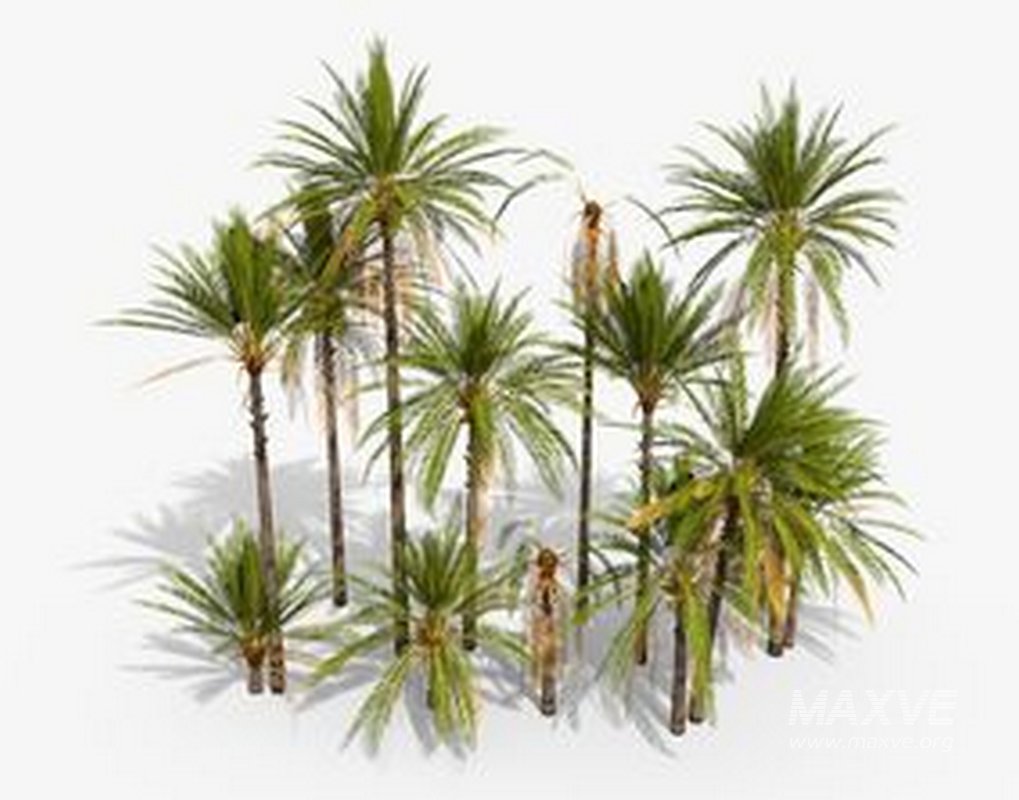 Mexican Fan Palm and Canary Island Date Palm and Sabal Palmetto Cabbage Palm-14 trees - Image 7