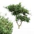 Acacia tree East africa tree - Thumbnail 1