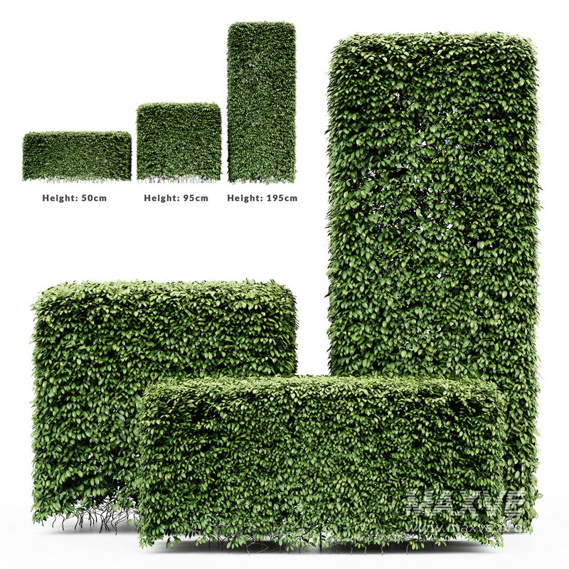 Dwarf Yaupon Holly Box Plant - Image 4