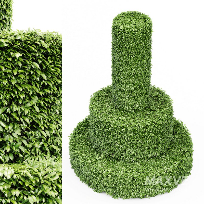 2 Dwarf Yaupon Holly Cylinder tree - Image 1