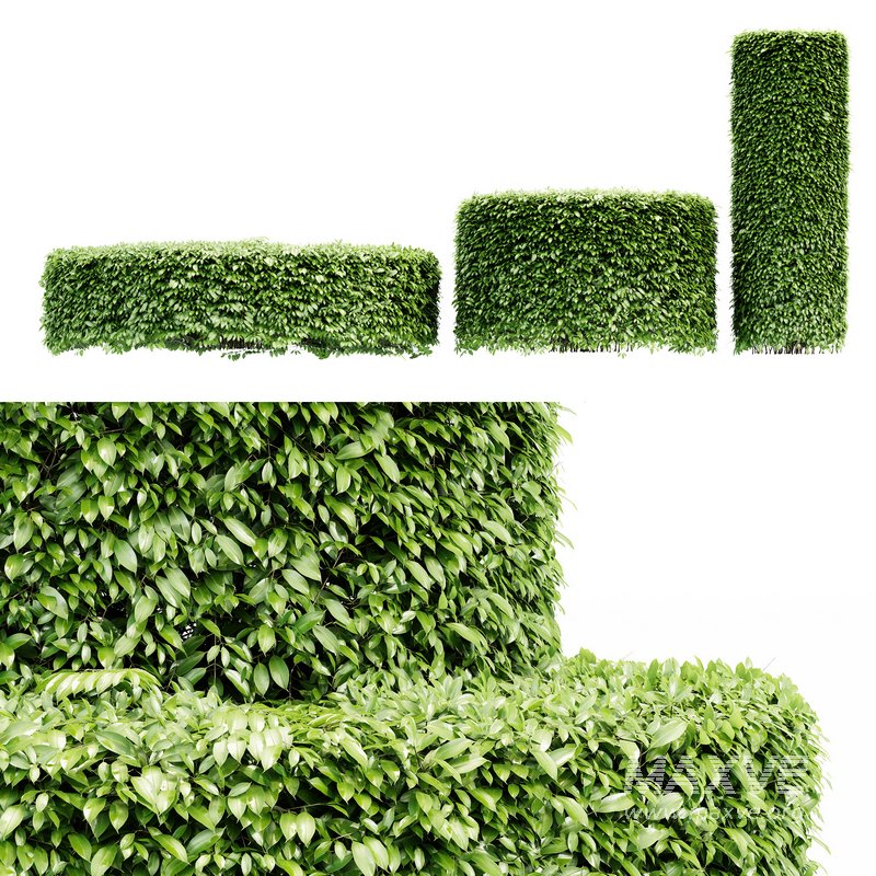 2 Dwarf Yaupon Holly Cylinder tree - Image 3