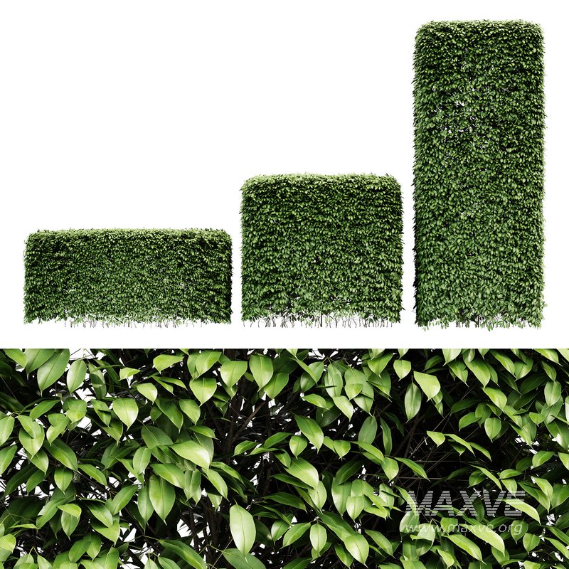 Dwarf Yaupon Holly Box Plant - Image 1