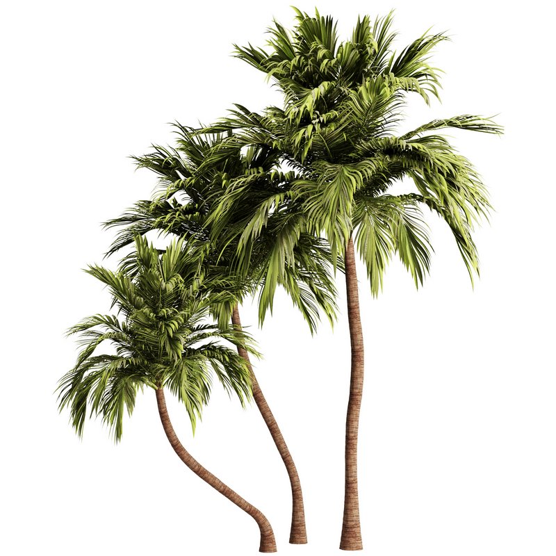 Palm Tree Set21 - Image 2