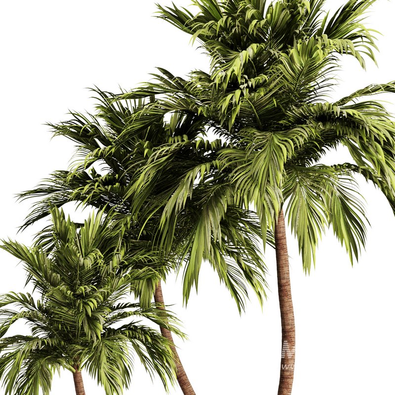 Palm Tree Set21 - Image 3