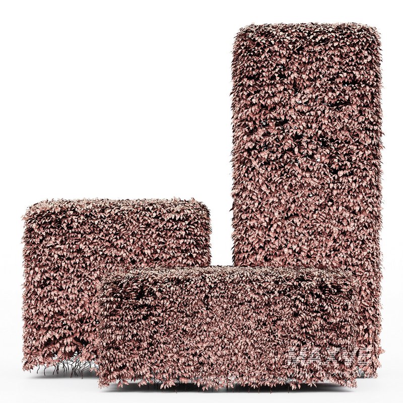 Dwarf Yaupon Holly Box Plant - Image 3