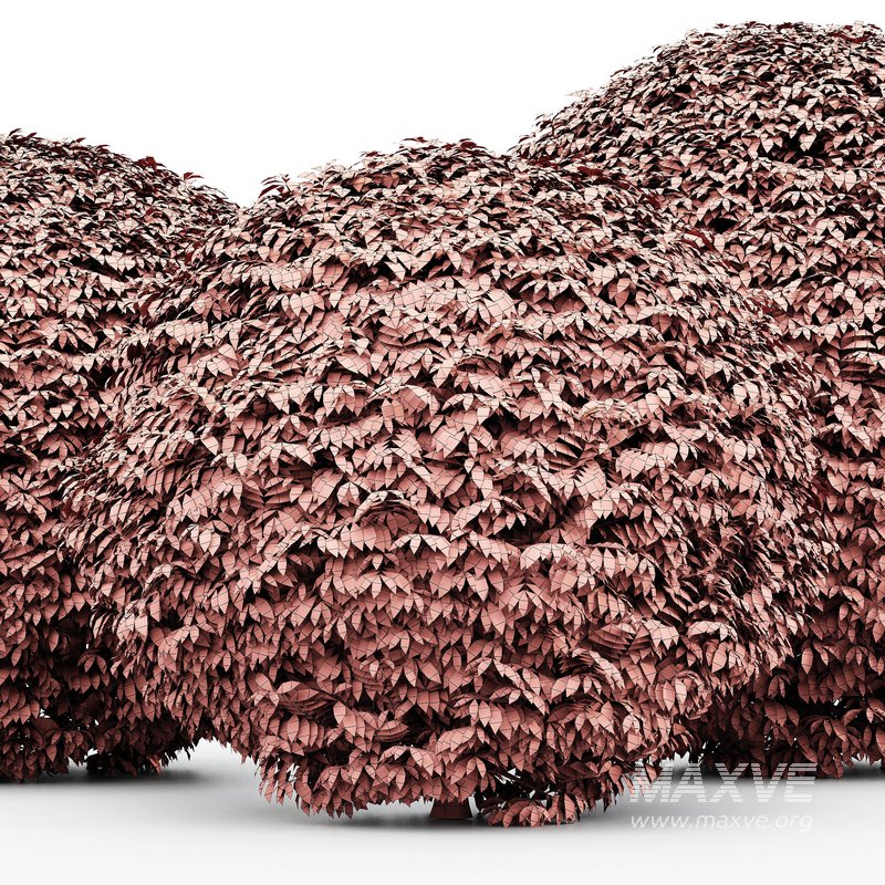 Dwarf Yaupon Holly - Image 5