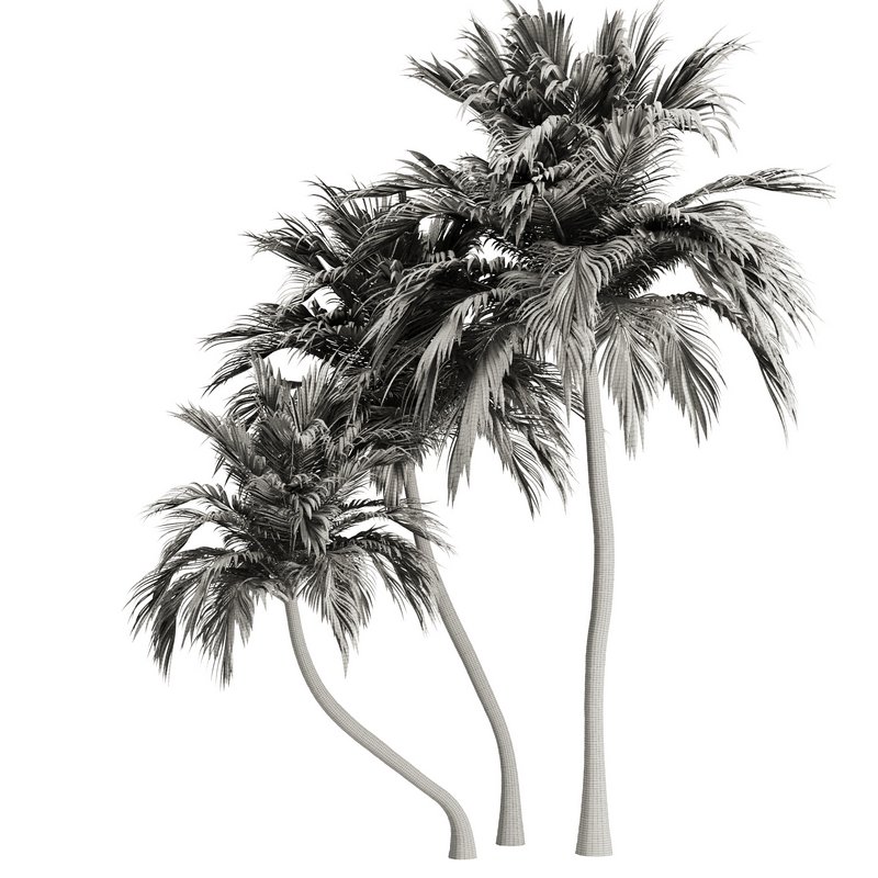 Palm Tree Set21 - Image 5