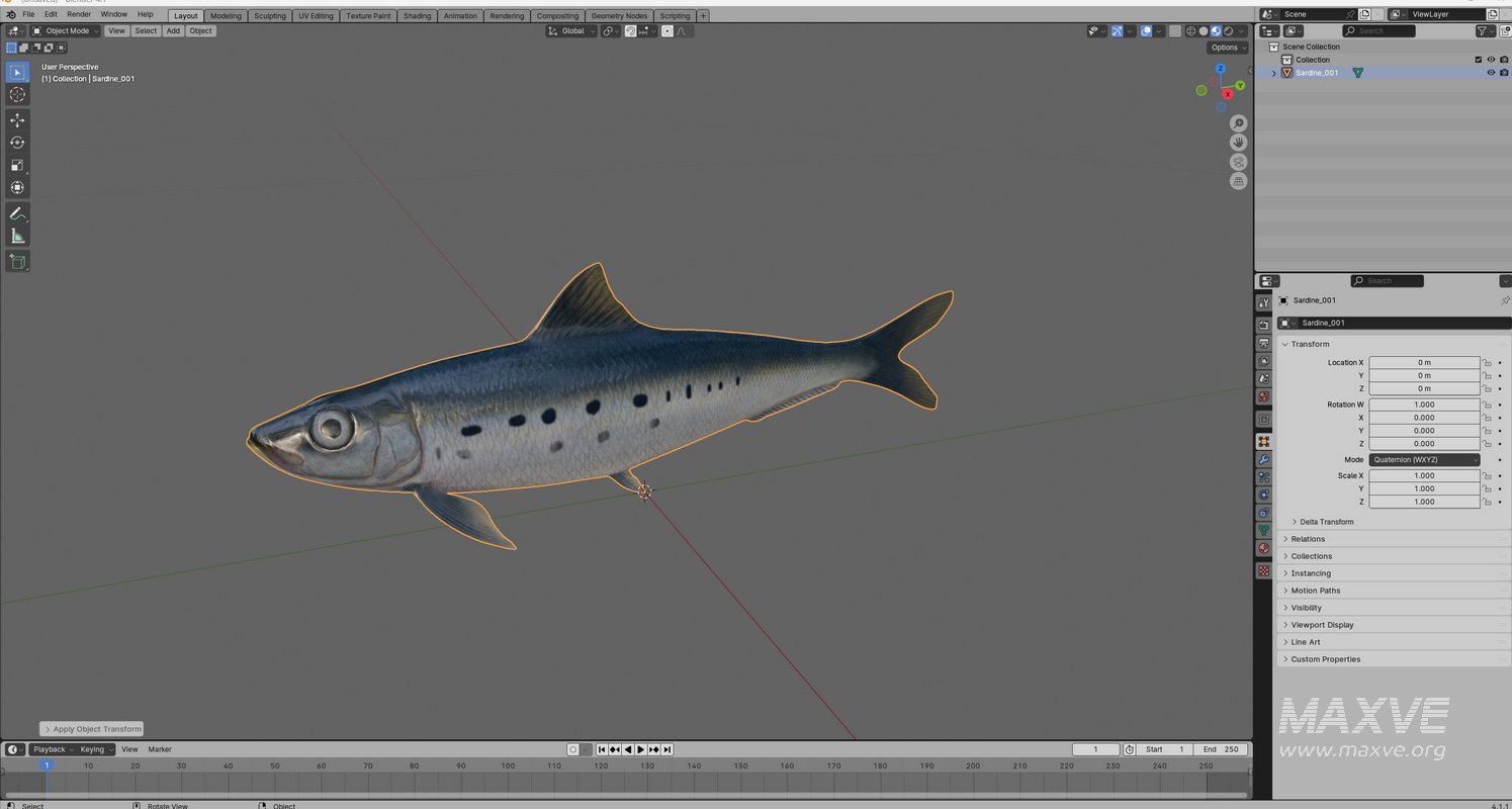 Sardine Fish - Image 5