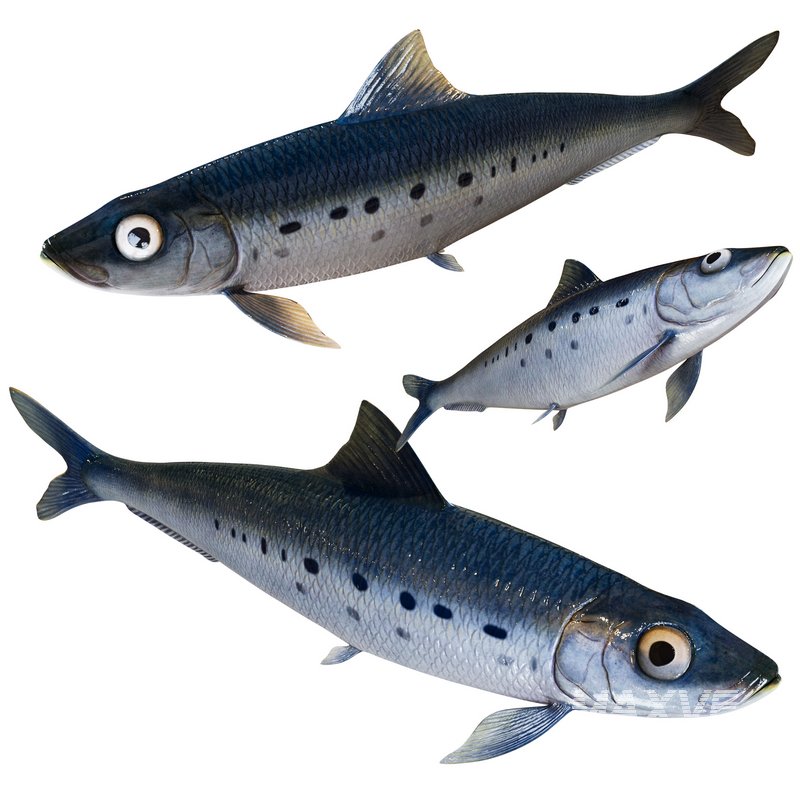 Sardine Fish - Image 1