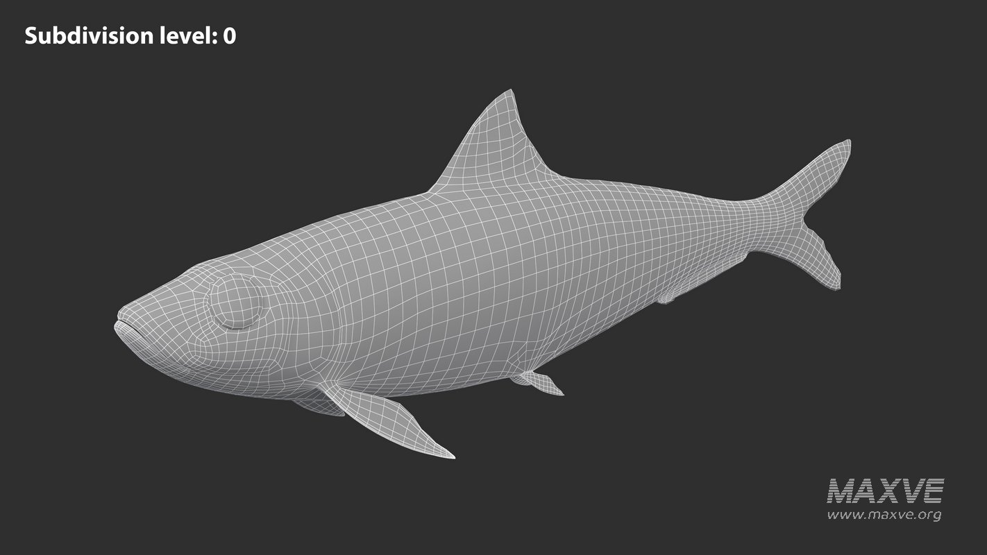 Sardine Fish - Image 6