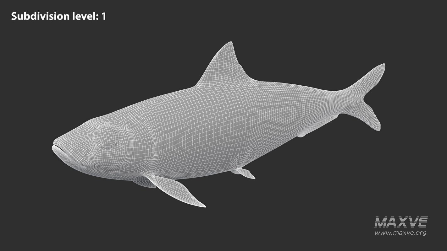 Sardine Fish - Image 7