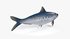 Sardine Fish - Thumbnail 8