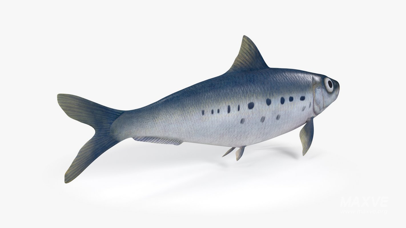 Sardine Fish - Image 8