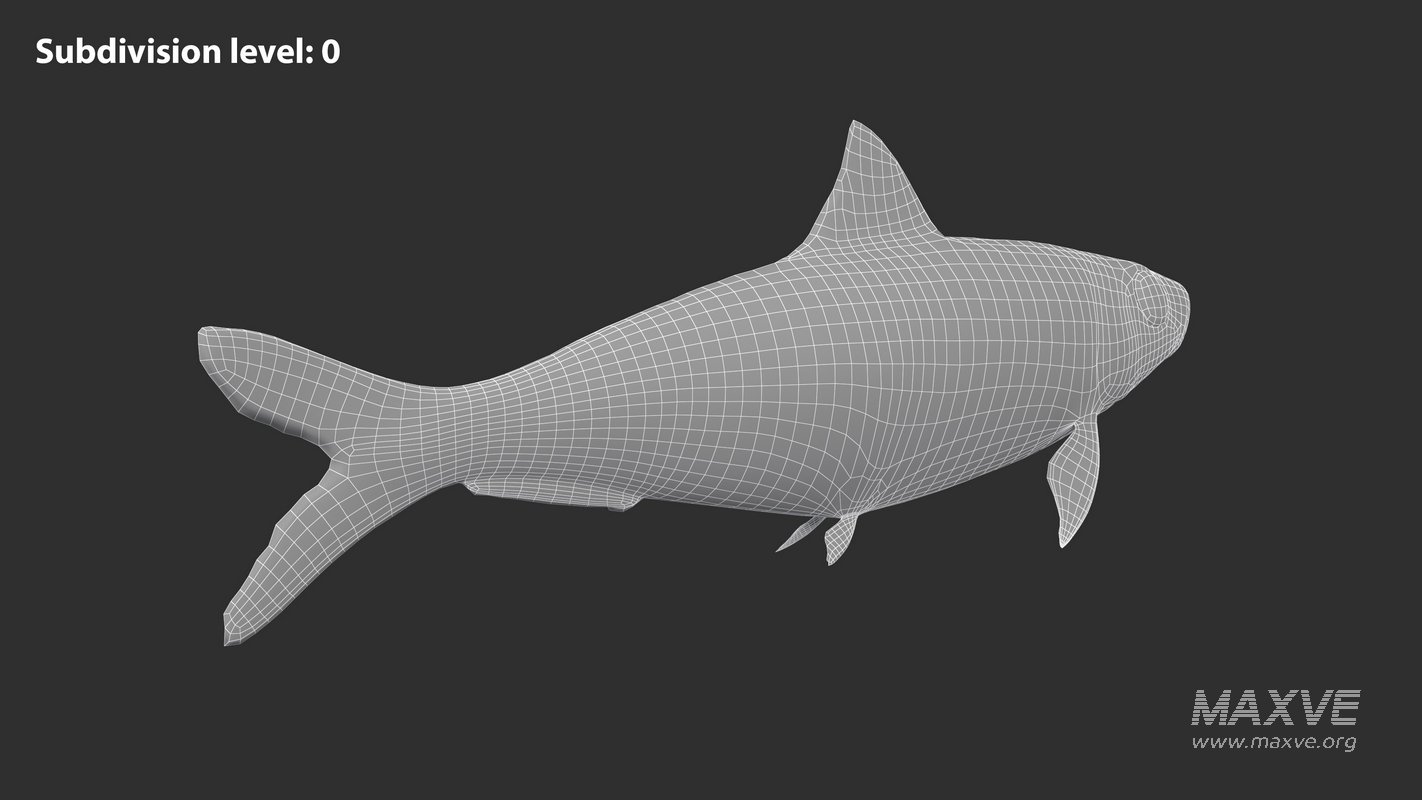 Sardine Fish - Image 9