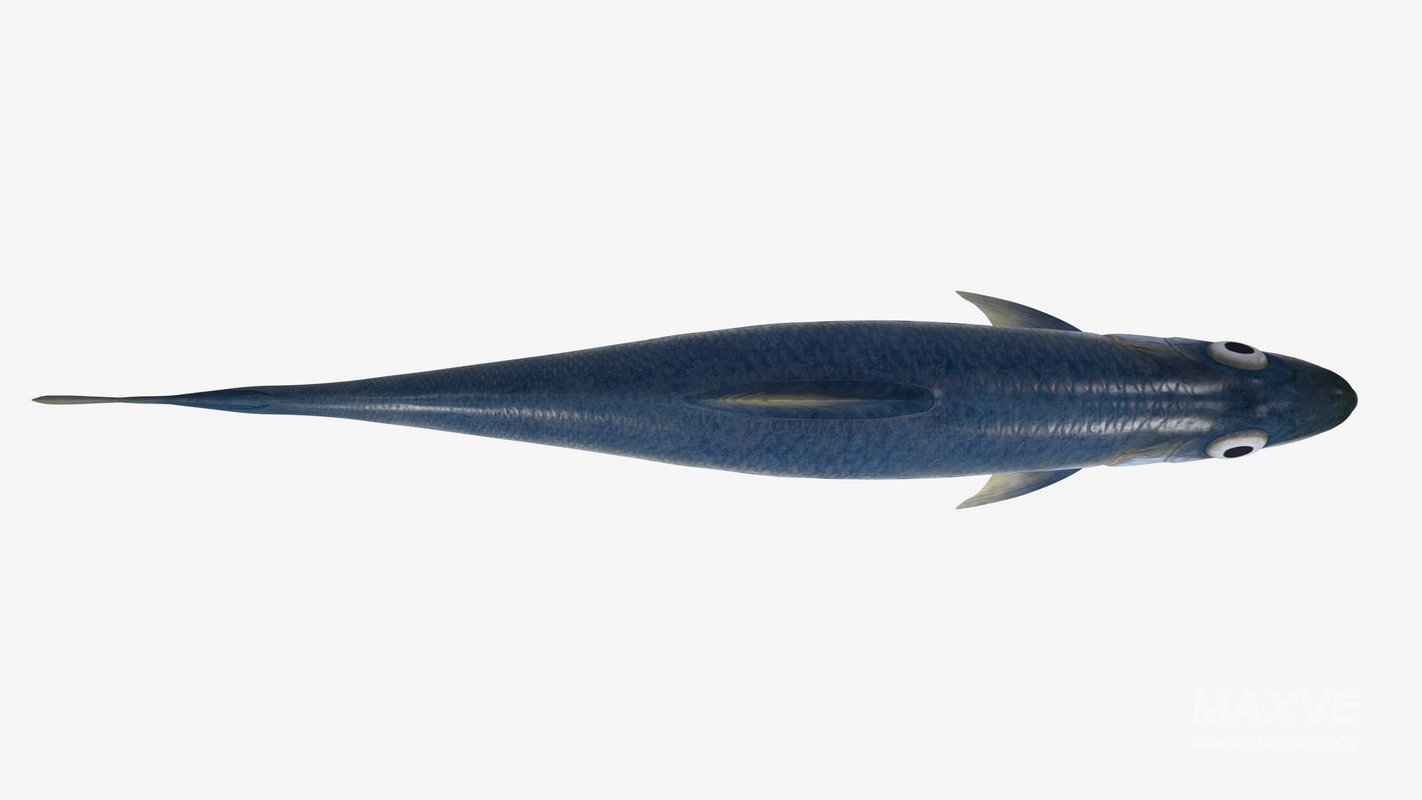 Sardine Fish - Image 14