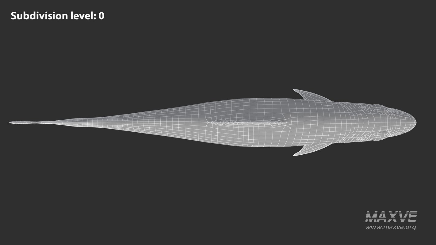 Sardine Fish - Image 15