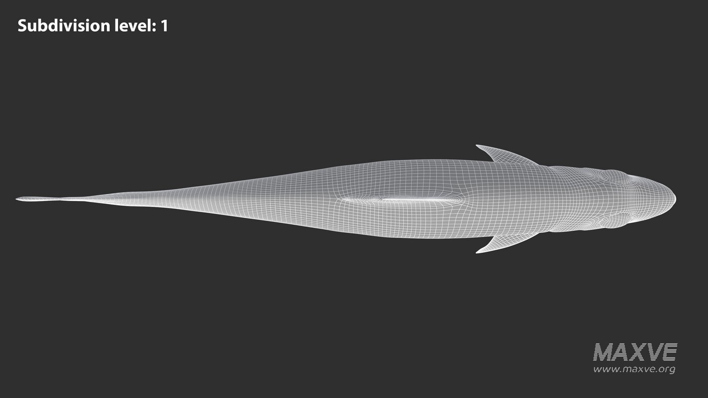 Sardine Fish - Image 16