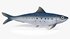 Sardine Fish - Thumbnail 17
