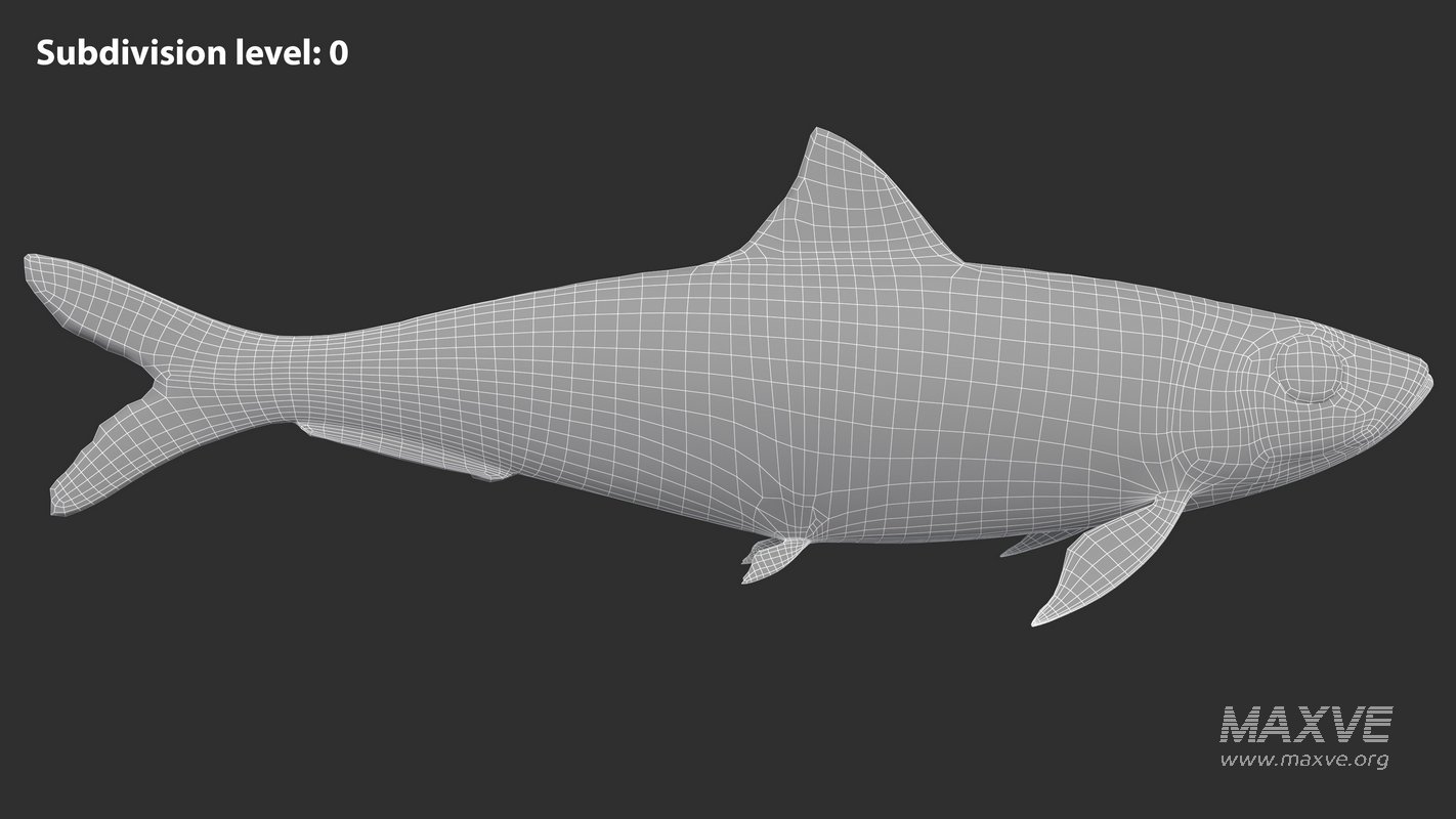 Sardine Fish - Image 18