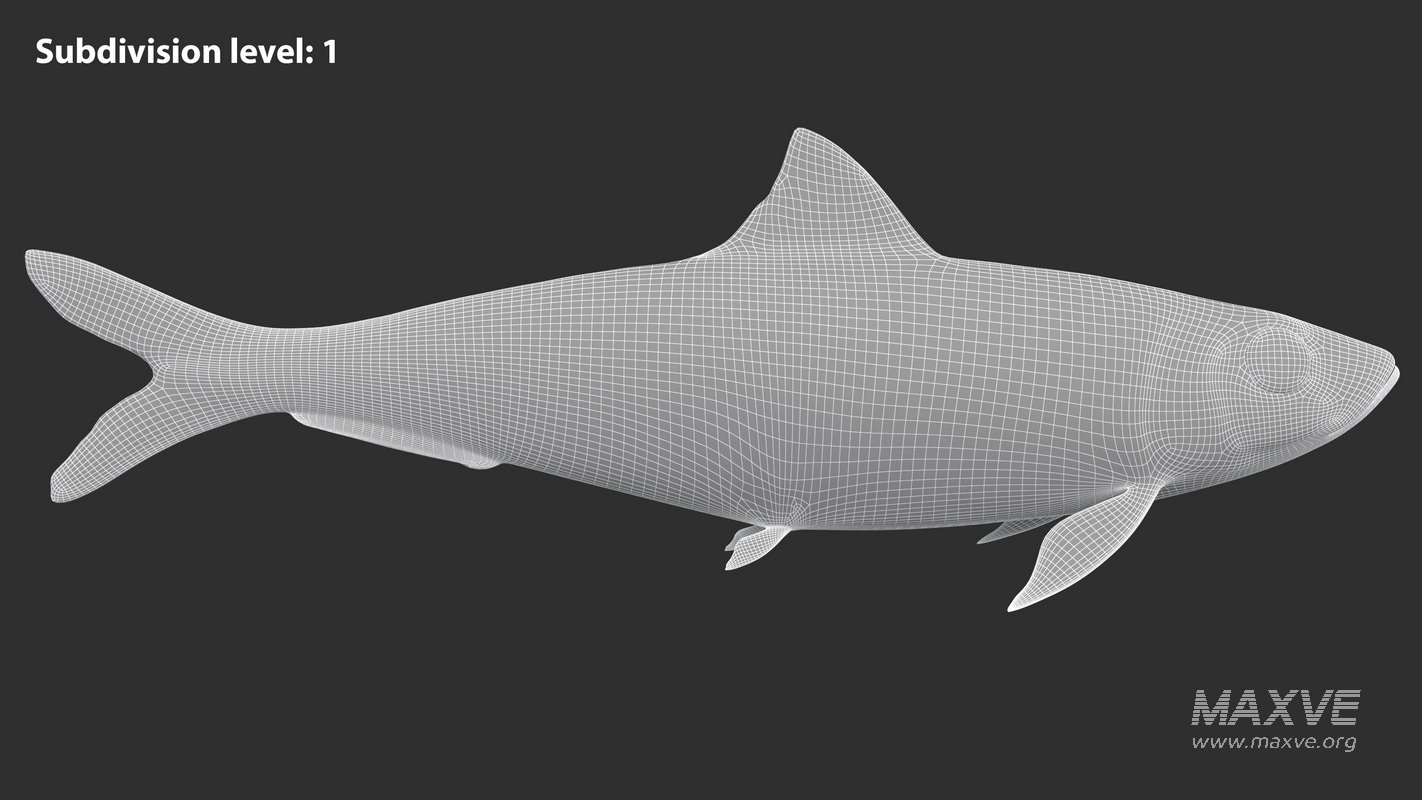 Sardine Fish - Image 20