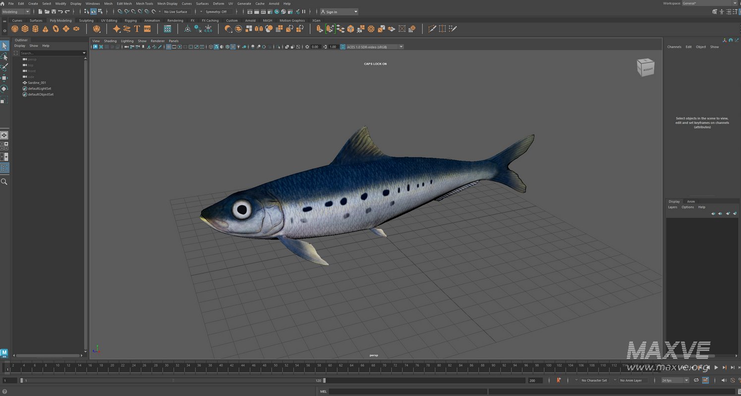 Sardine Fish - Image 22