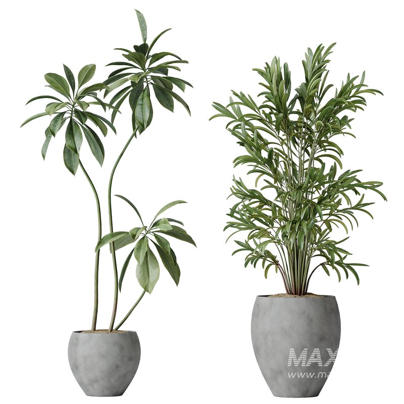 Indoor plants set 112 Aquatica Grand Artificiel and Lutescens Areca Palm - Image 2