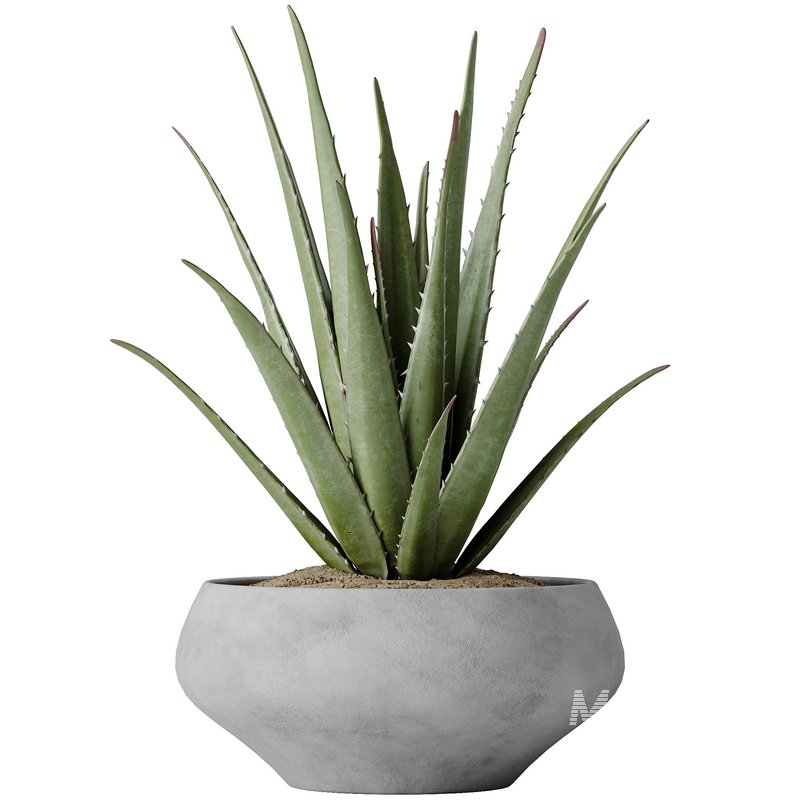 Indoor plants set 112 Aquatica Grand Artificiel and Lutescens Areca Palm - Image 3