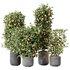 HQ HousePlants Mandarin Citrus Fruit Bosnai China Orange Tree Set02 - Thumbnail 1