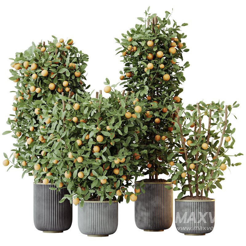 HQ HousePlants Mandarin Citrus Fruit Bosnai China Orange Tree Set02 - Image 1