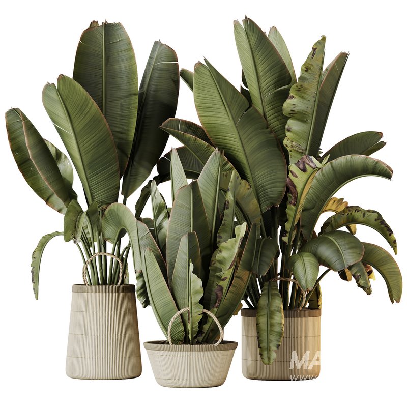 HQ HousePlants Ravenala Banana Strelitzia Nicolai Bird Of Paradise Set07 - Image 1