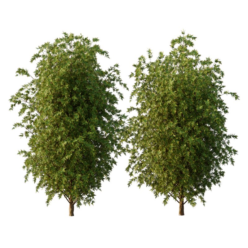 beautiful tree02 - Image 1