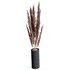 HQ HousePlants Decorative Miscanthus Pampas Dried Branches Pampy02 - Thumbnail 2