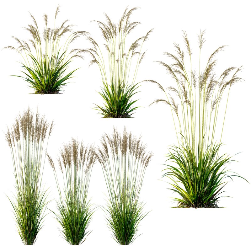 Molinia Caerulea Heidebraut Kleines Pfeifengras - Image 1