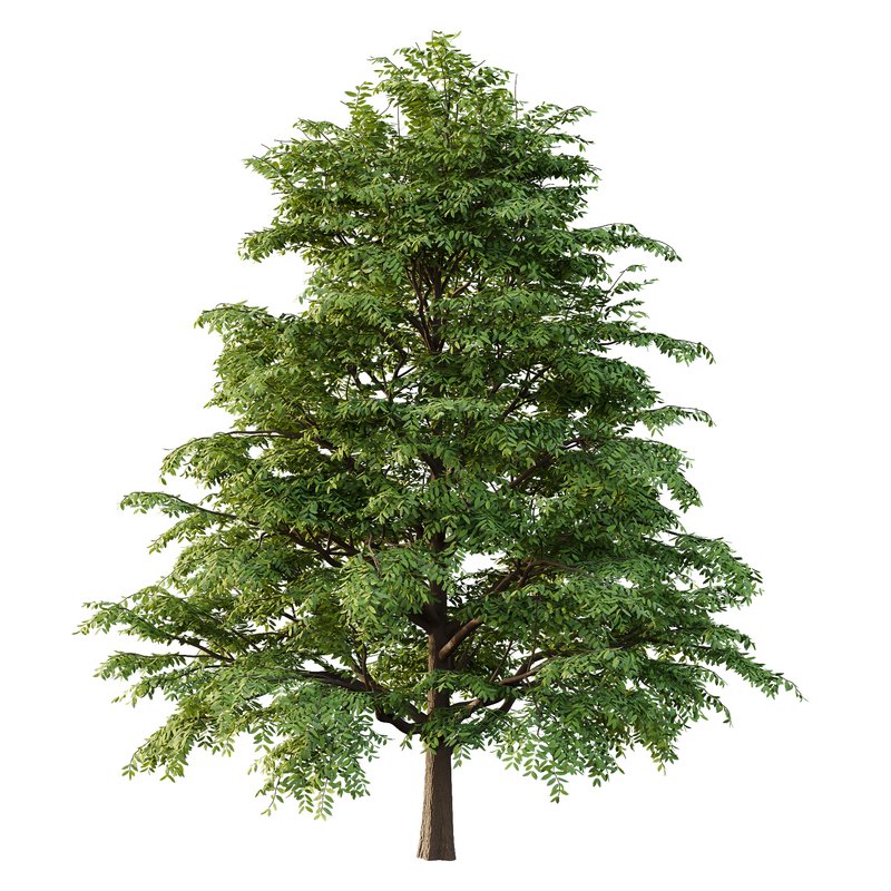 fraxinus excelsior Tree07 - Image 1