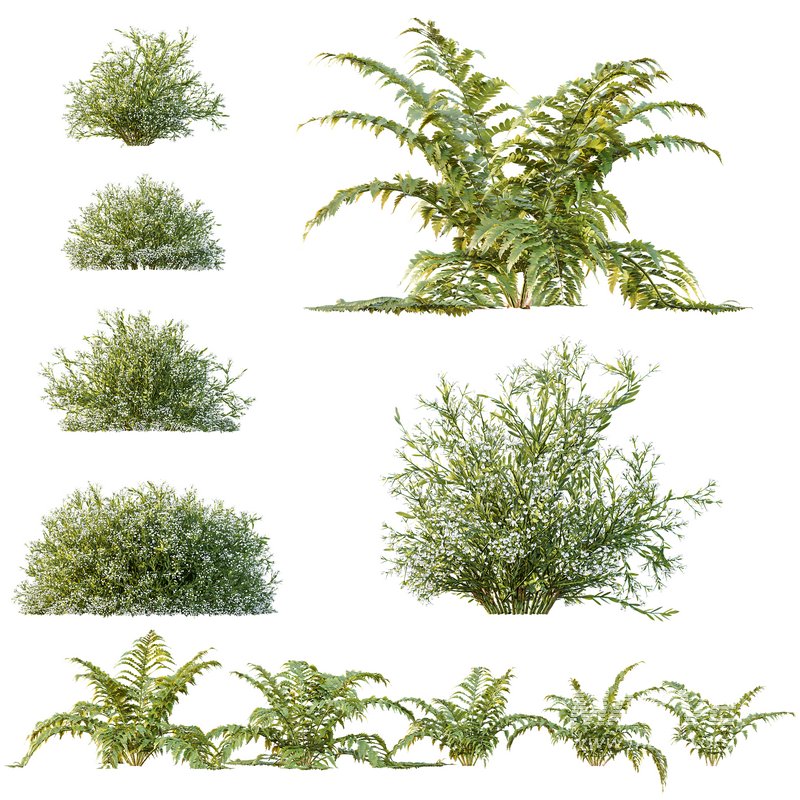 spring bush Macrothelypteris OligoPhlebia Torresiana Fern and Gypsophila - Image 2