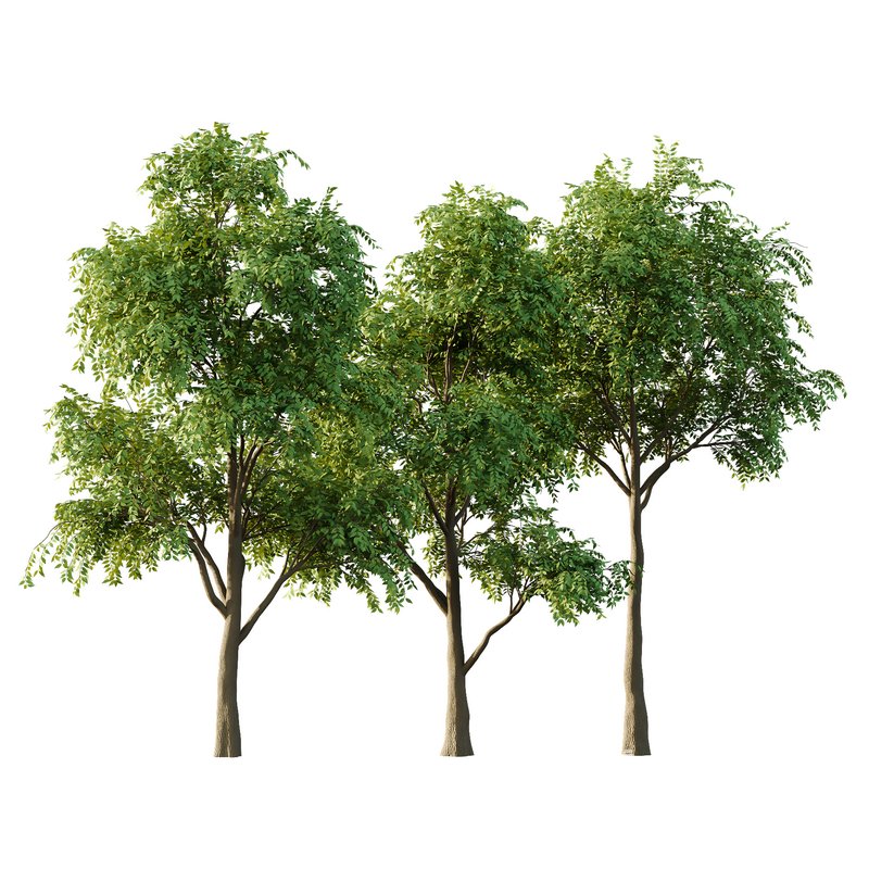 fraxinus excelsior Tree03 - Image 1