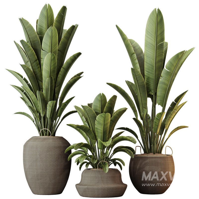 HQ HousePlants Ravenala Banana Strelitzia Nicolai Bird Of Paradise Set10 - Image 1