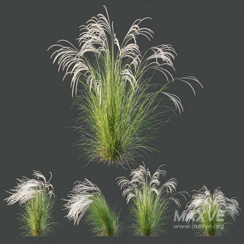 HQ Plants European Feather Stipa Pennata Grass - Image 1