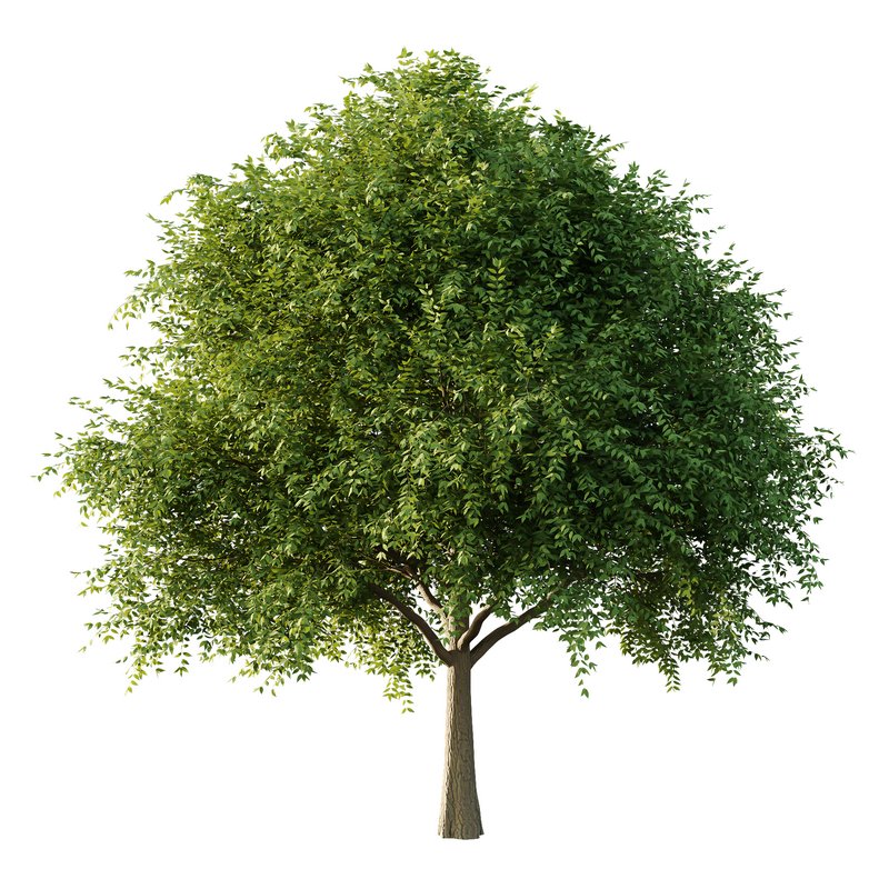 fraxinus excelsior Tree04 - Image 1