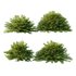 Cypress Bush 02 - Thumbnail 1