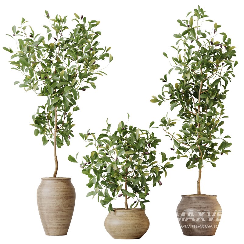 HQ HousePlants Briful Pachira Aquatica Grand Artificiel Set02 - Image 1