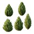 Italian Cypress Tree 31 - Thumbnail 1