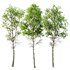 spring trees Fagus Sylvatica - Thumbnail 2