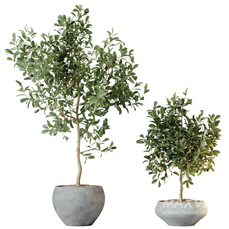 HQ HousePlants Briful Pachira Aquatica Grand Artificiel - Image 1