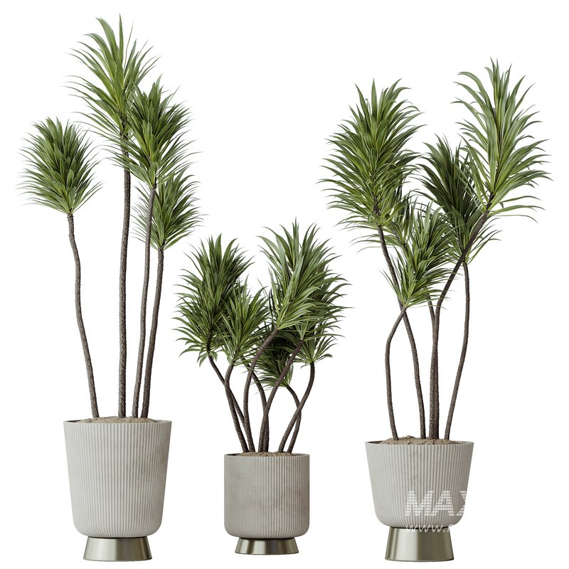 HQ HousePlants Spineless Yucca Aloifolia Rostrata Palm Desmetiana Set02 - Image 1
