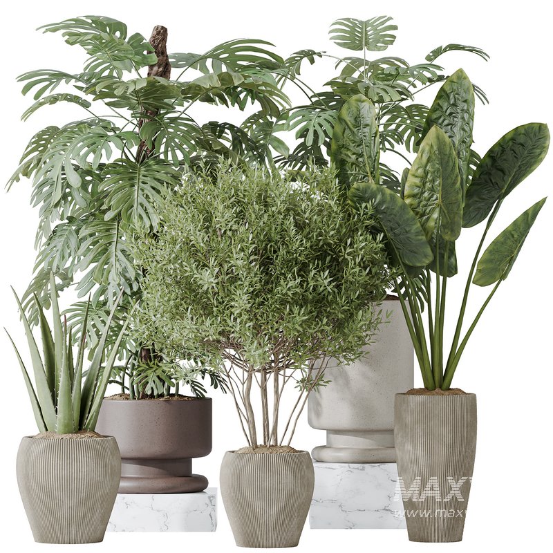 Indoor plants set 102 Large Leaf Form Swiss Cheese - Image 5
