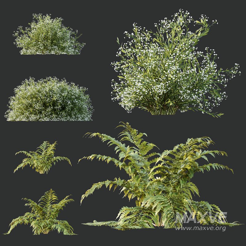 spring bush Macrothelypteris OligoPhlebia Torresiana Fern - Image 1