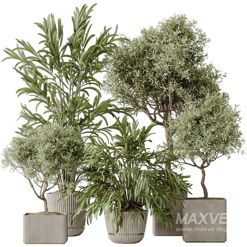 Indoor plants set 109 Dypsis Lutescens Areca Palm and Mission Kalamata Chemlali Olive - Image 1