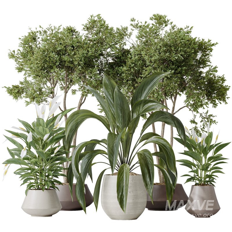 Indoor plants set 105 Wilsonii Chemlali Olive and Wallisii Bellini Peace Lily Domino - Image 1