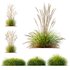 Carex Elata Aurea Grass and Calamagrostis Acutiflora Karl Foerster - Thumbnail 1